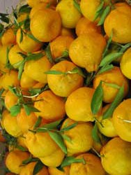 Orange Effendi